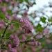 pink bloom by parisouailleurs