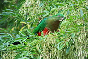 2nd Apr 2017 - Female King Parrot