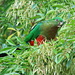 Female King Parrot by terryliv