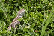 2nd Apr 2017 - Jackie lizard sunning himself
