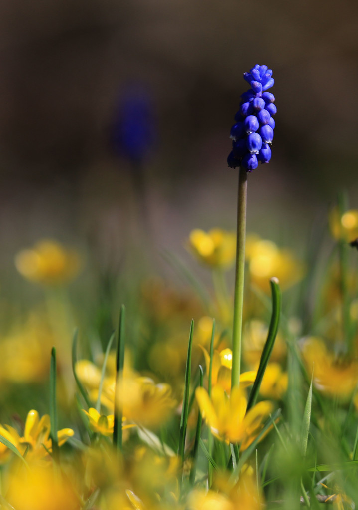 spring flowers by shepherdmanswife