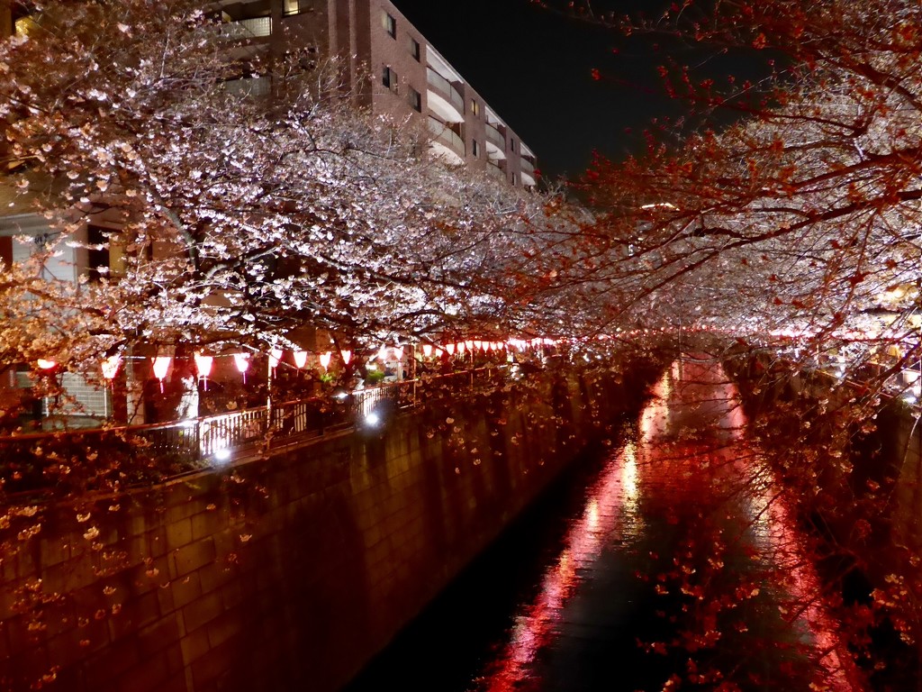 Cherry Blossoms by kjarn