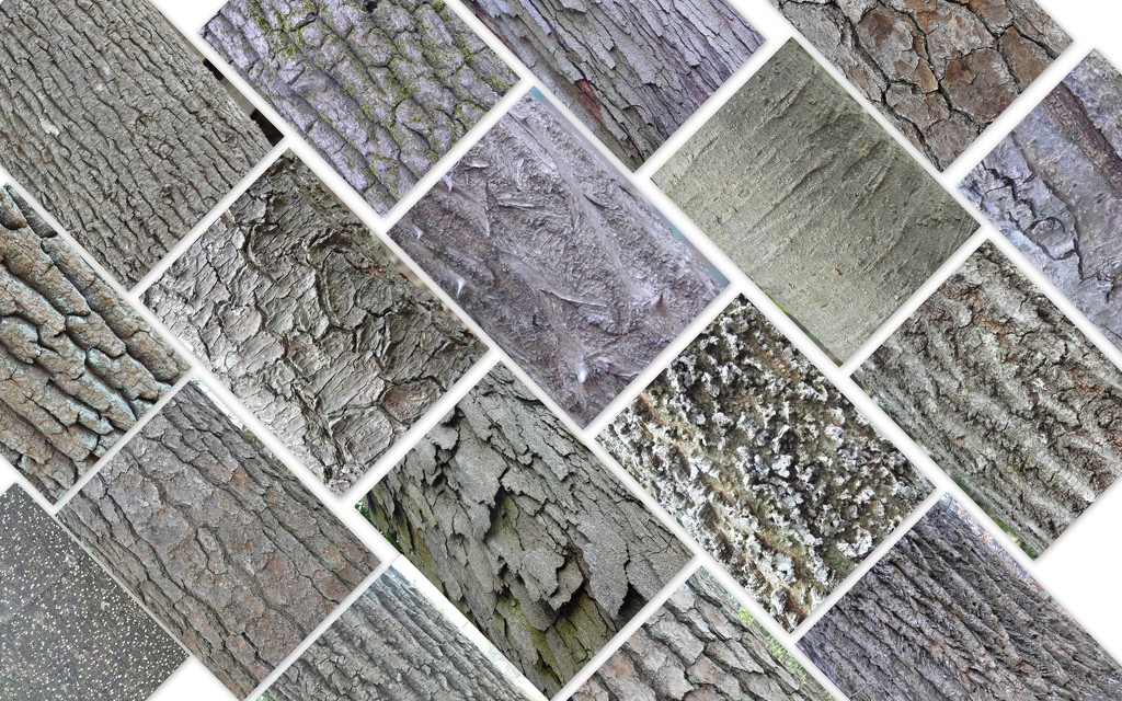 Bark-quet Floor by redandwhite