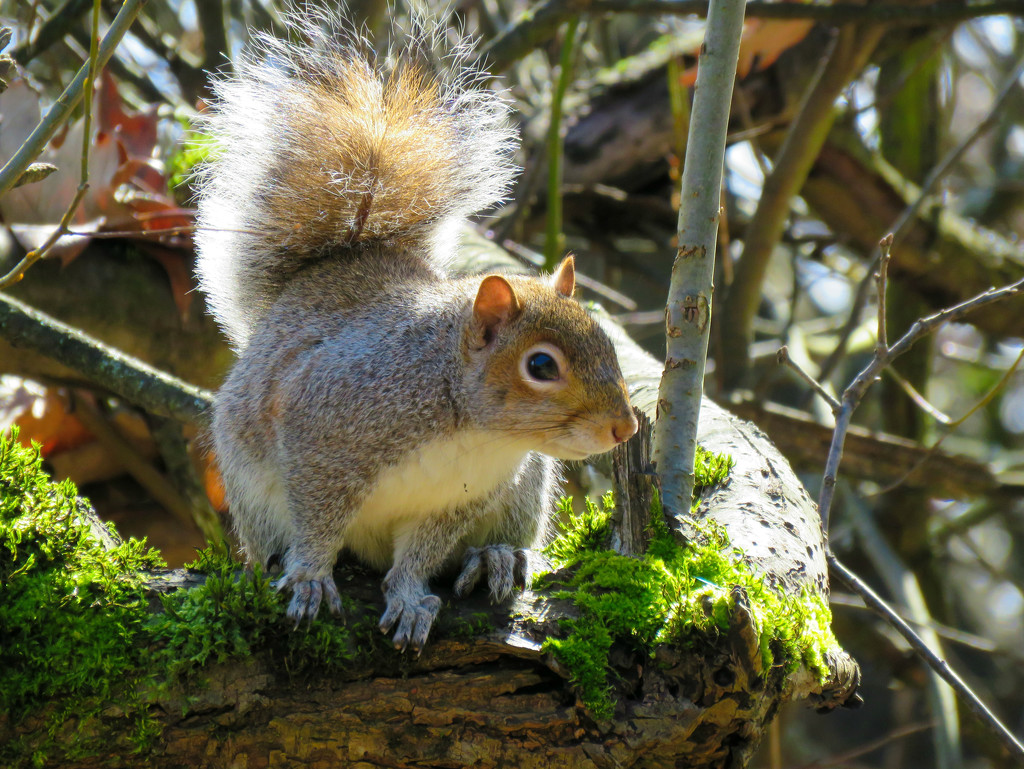 Friendly Squirrel by seattlite