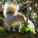 Friendly Squirrel by seattlite
