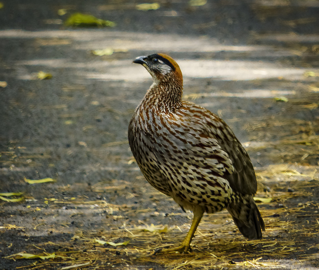 Erkel's Francolin Standing On One Foot by jgpittenger