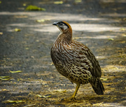 2nd Apr 2017 - Erkel's Francolin Standing On One Foot