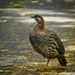 Erkel's Francolin Standing On One Foot by jgpittenger
