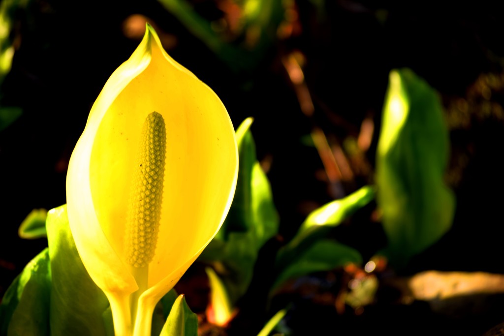 skunk cabbage by christophercox