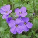 Purple flowers by roachling