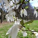 DSCN0751 (2) branches of old Magnoliatree by marijbar