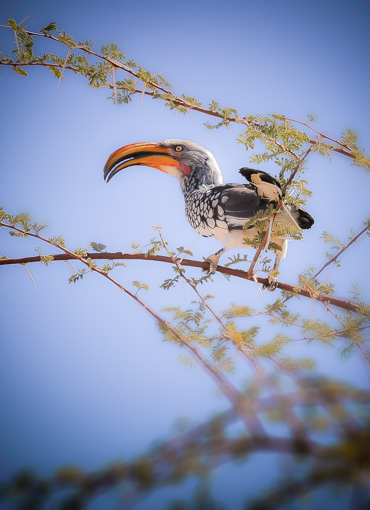yellow-billed hornbill by jerome