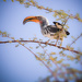 yellow-billed hornbill by jerome