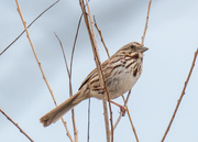 2nd Apr 2017 - Song Sparrow 