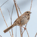 Song Sparrow  by rminer