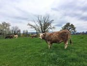 2nd Apr 2017 - Swiss cow