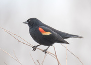 2nd Apr 2017 - Red-winged Blackbird