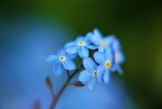 1st Apr 2017 - Forget Me Not