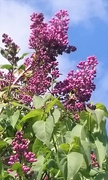2nd Apr 2017 - Lilac Tree