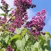Lilac Tree by bigmxx