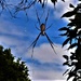 spider in My Garden ~ No. 1. by happysnaps