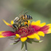 Bee on Firewheel by gaylewood