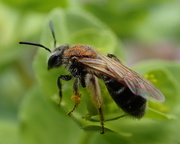31st Mar 2017 - Pollinator