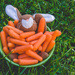 (Day 47) - Not a Carrot in the World by cjphoto