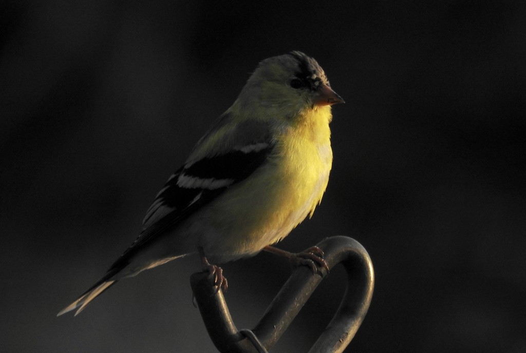 goldfinch at sunrise by amyk