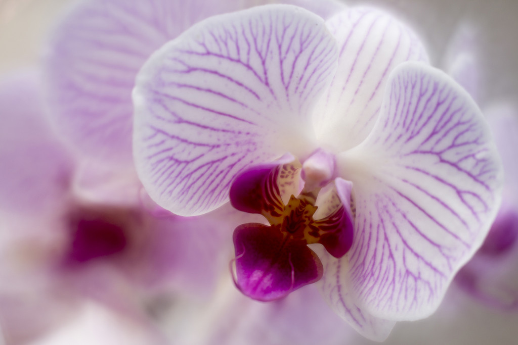 The Flower of Orchid by pdulis