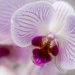 The Flower of Orchid by pdulis