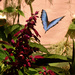 Chasing Butterflies - And Spring by farmreporter