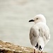 Seagull by kiwinanna