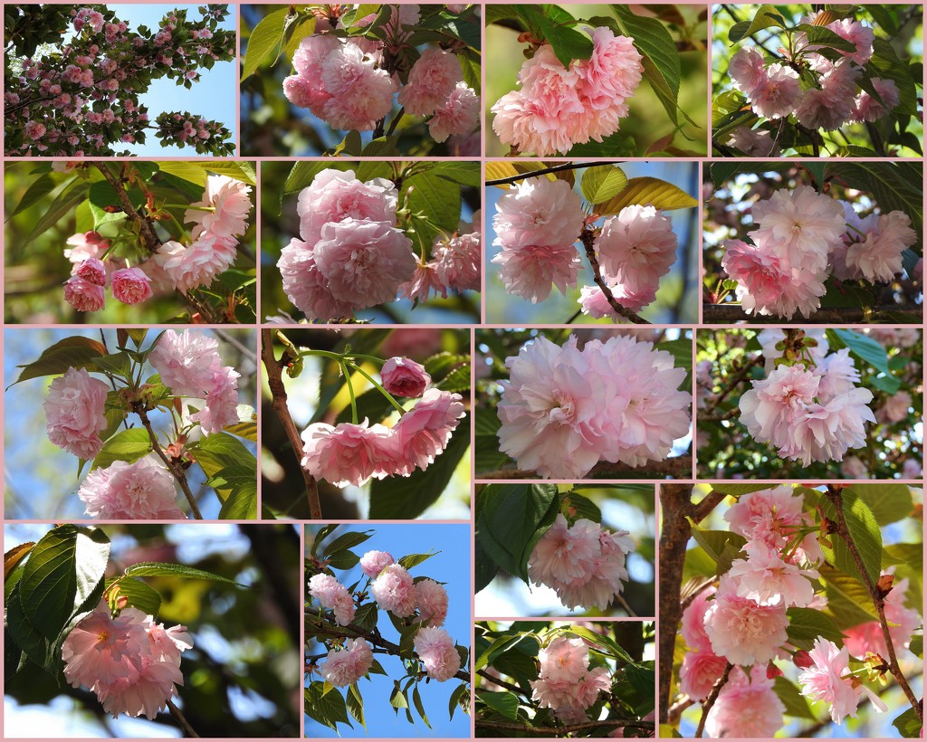 PINK cherry trees in bloom by homeschoolmom