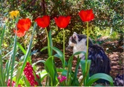 2nd Apr 2017 - Okabi--Guardian Of The Tulips