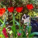 Okabi--Guardian Of The Tulips by joysfocus
