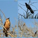 Common Grackles by homeschoolmom