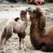 Camel with Momma by randy23