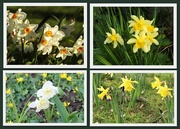 1st Apr 2017 - Daffodils