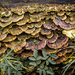 Mushrooms by swillinbillyflynn