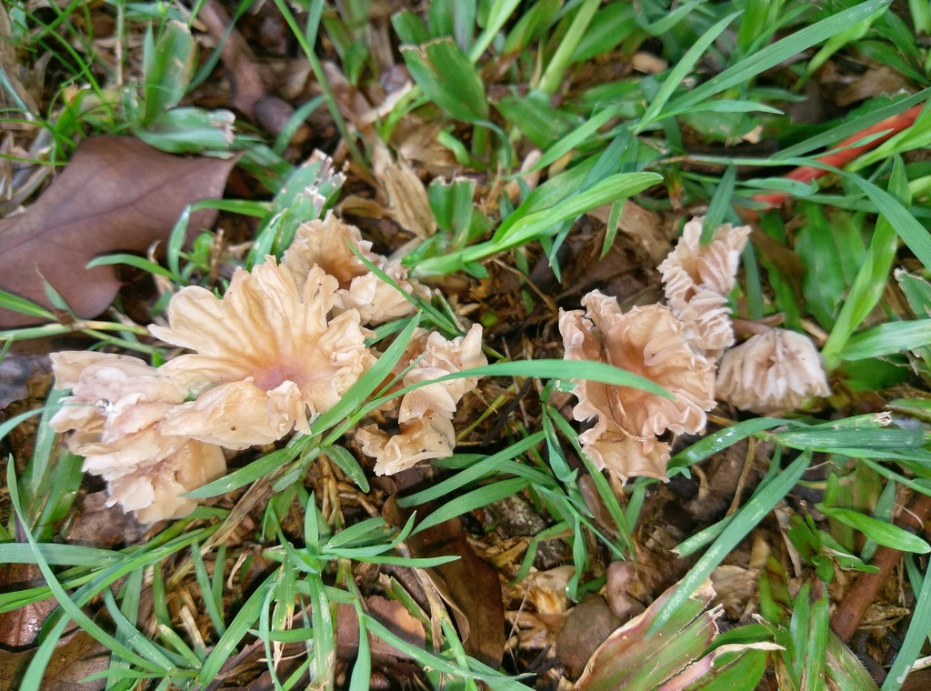 Mature mushrooms by jeneurell