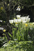 1st Apr 2017 - Daffs and tulips in the sun