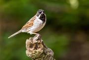 3rd Apr 2017 - 2017-04-03 - Reed Bunting