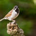 2017-04-03 - Reed Bunting by pamknowler