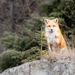 what does the fox say? by northy