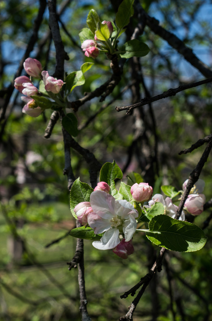 #90 - Apple Blossoms by randystreat