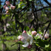 #90 - Apple Blossoms by randystreat