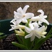Hyacinth by grace55