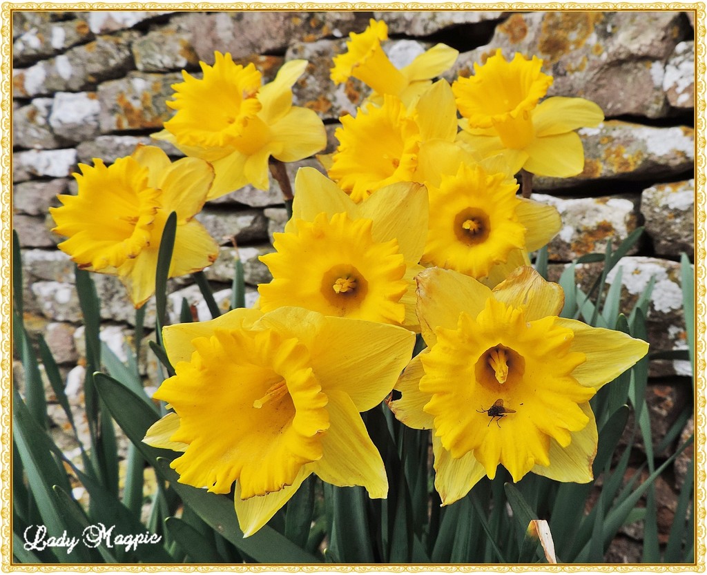 Even Daffs have Flies by ladymagpie