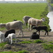DSCN0038 black and white lambs by marijbar